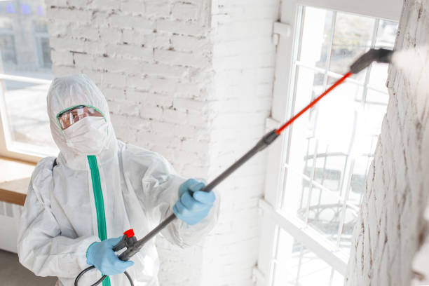 Best Black Mold Removal  in Plainfield, IL